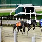 how to bet on the derby